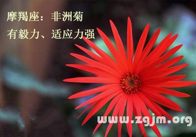 12星座都是哪種解語花_十二星座