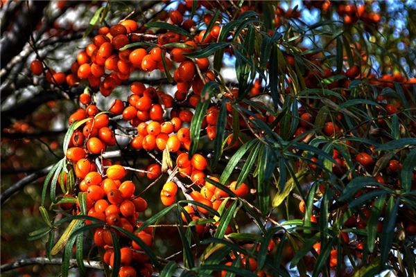 夢到沙棘果預示著什麼_周公解夢