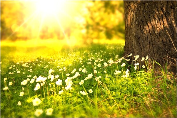 夢到鴿子糞落在頭上身上好不好_周公解夢官網