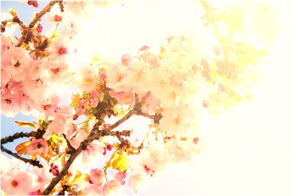 夢到了媽媽在寺廟吃飯會是什麼預兆_周公解夢官網