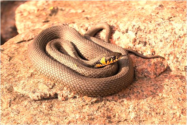 夢見稻草房著火意味著什麼_周公解夢官網
