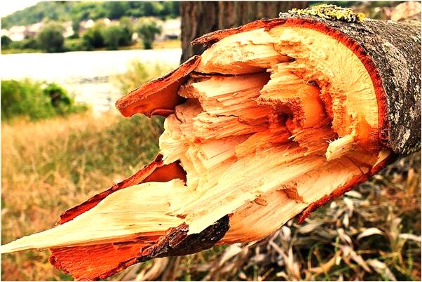 夢到了樹上結滿酸梨有什麼預兆_周公解夢官網