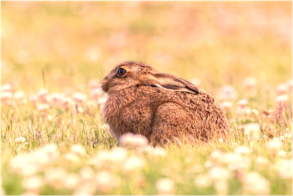 夢到了別人在背後議論意味什麼_周公解夢官網