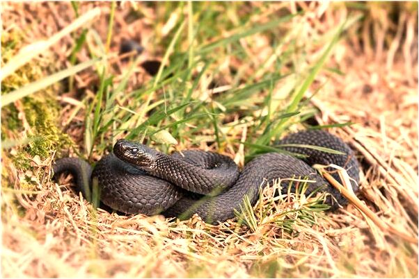 夢到參加游泳比賽是什麼預兆？_周公解夢官網