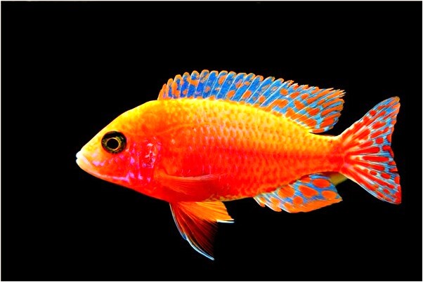 夢到了一大堆玉米有什麼寓意嗎_周公解夢官網