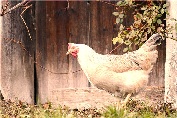 夢到了弟弟被車撞被劍刺是什麼意思_周公解夢官網