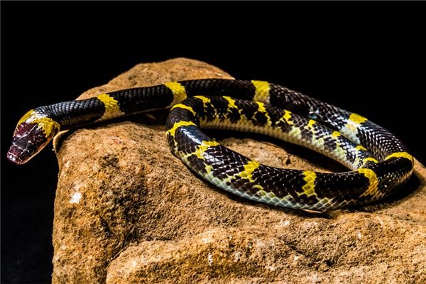 夢見蛇咬我的腳沒流血_周公解夢