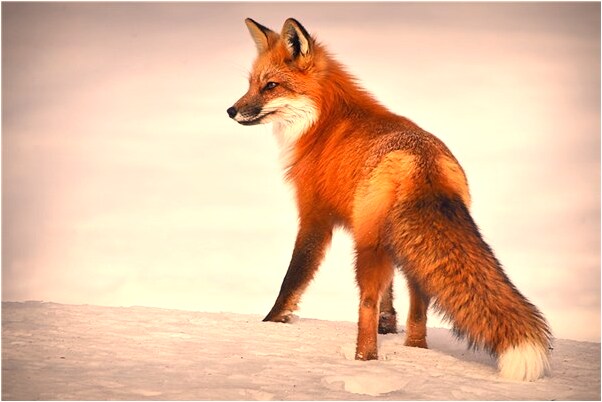 夢見嘴有髒物及線抽不完會是什麼預兆_周公解夢官網