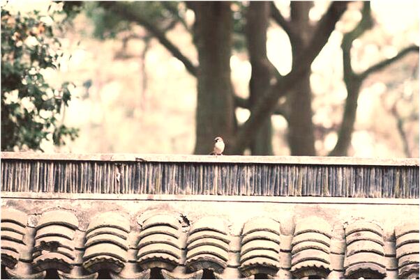 夢到鳥在冰裡面出來意味什麼_周公解夢官網