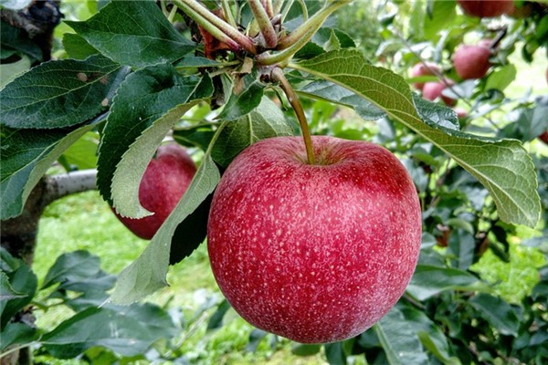 夢到樹果預示什麼_周公解夢