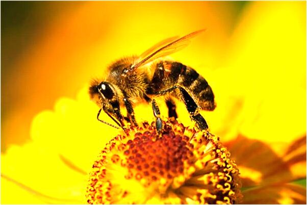 夢到挖出了個官帽是銅做的預示了什麼_周公解夢官網