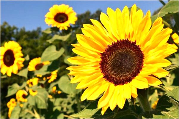 夢見白魚咬我是吉兆嗎?_周公解夢官網