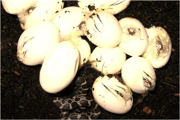 夢見梳劉海意味著什麼_周公解夢官網