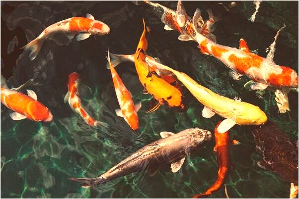 夢到水變大糞很臭是什麼兆頭_周公解夢官網