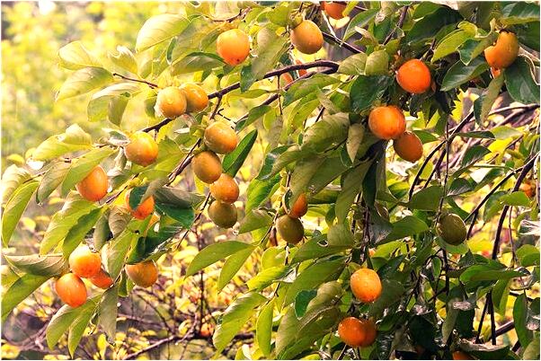 夢見朋友找小三有什麼徵兆_周公解夢官網