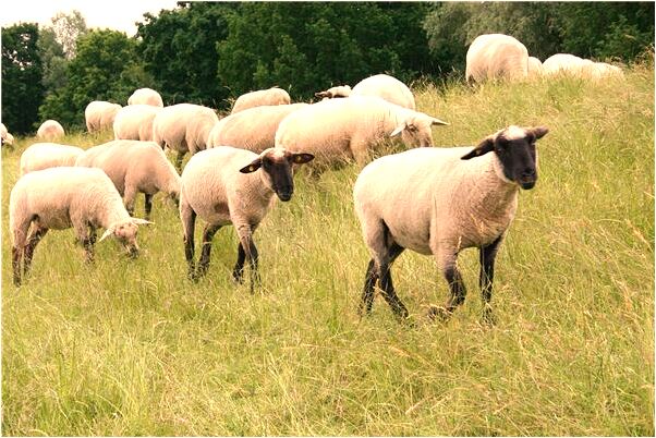 夢到了睹博贏了很多錢是什麼徵兆_周公解夢官網