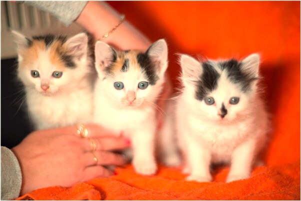 夢到手機螢幕碎了一會又好了是不是好的徵兆呢_周公解夢官網