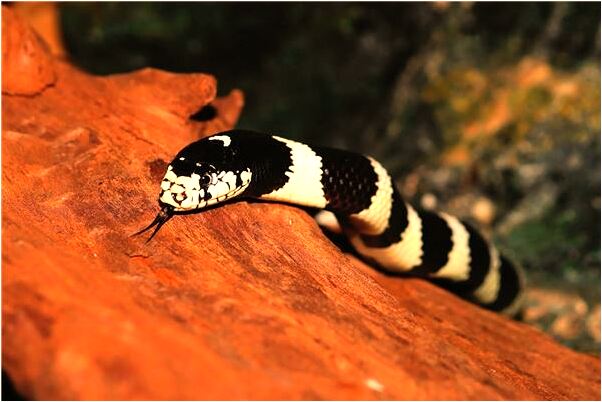 夢到男朋友喝藥自殺救護車怎么回事_周公解夢官網