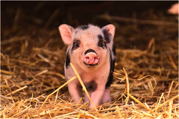 夢見夢裡見蛀牙要拔牙代表什麼_周公解夢官網