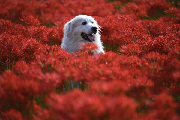 夢見被狗咬了手_周公解夢