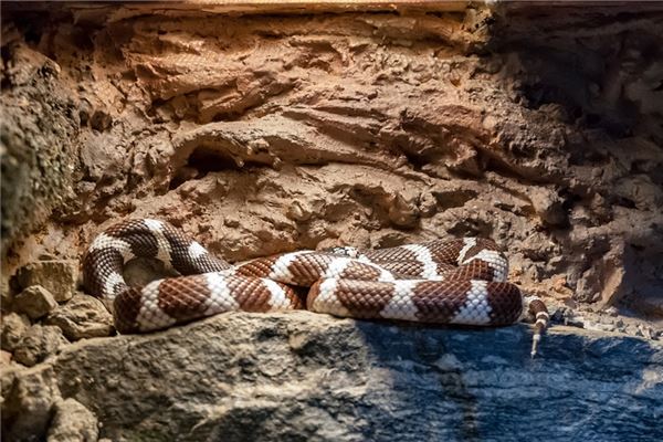 夢見蛇生男孩還是女孩_周公解夢