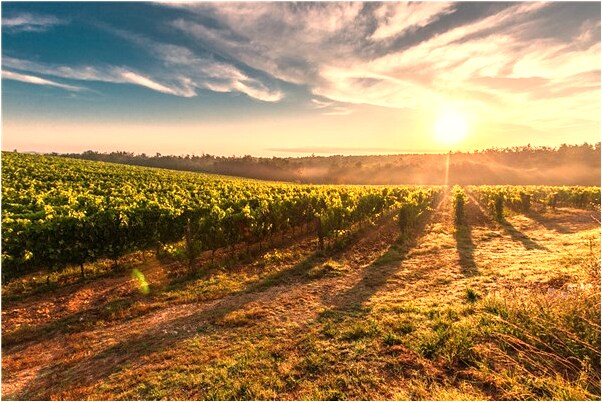 夢到燉排骨是什麼意思_周公解夢官網