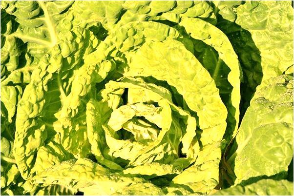 夢到了昨晚好多豬代表著什麼？_周公解夢官網