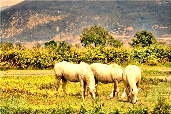 夢到了房間裡全是白色的蚊帳有什麼說法_周公解夢官網