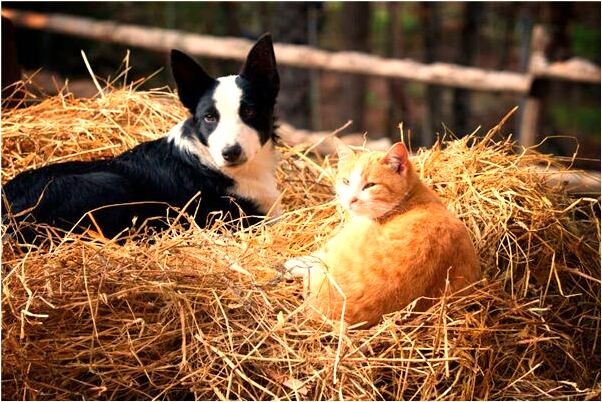 夢到家裡來怎么回事_周公解夢官網