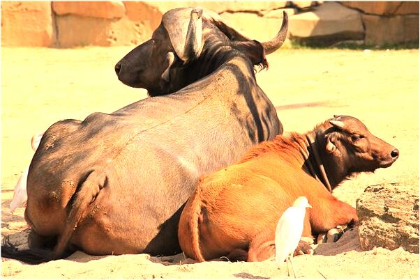 夢到我把魚弄死了怎么說_周公解夢官網