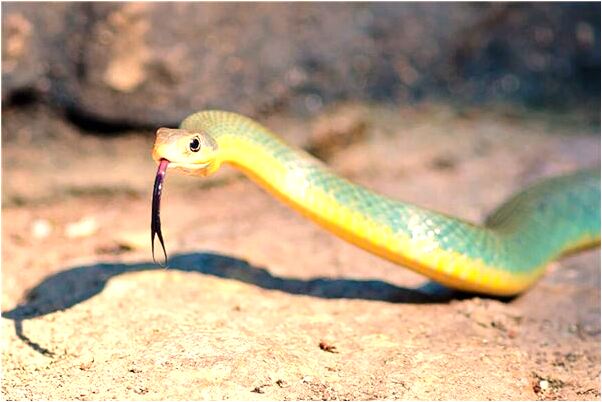 夢到了瓜掉地上是什麼徵兆_周公解夢官網