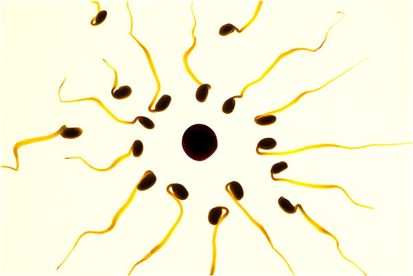 夢見吃蒸面和松樹葉一起什麼預兆_周公解夢官網