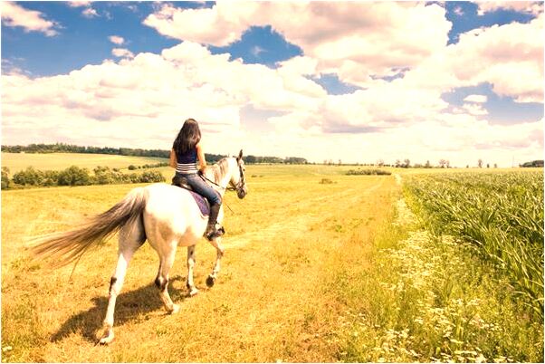 夢到有人偷狗意味著什麼_周公解夢官網