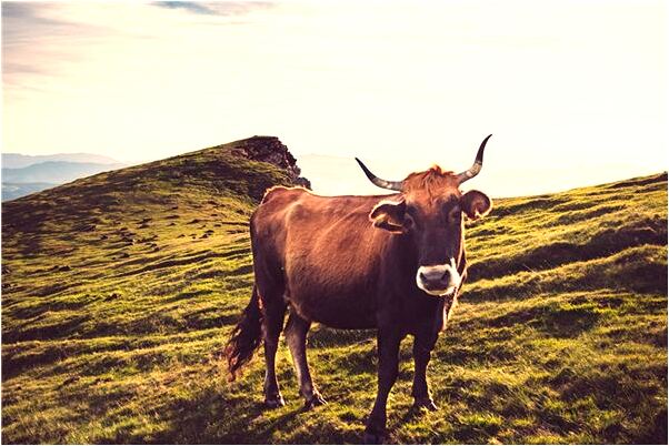 夢到自己媳婦和別人做愛預示了什麼_周公解夢官網