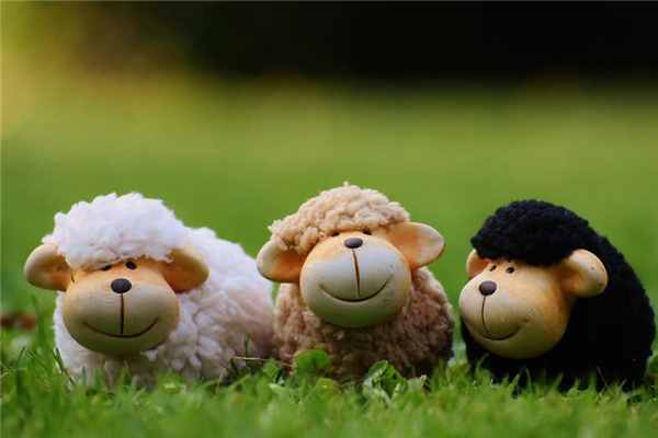 1991年9月屬羊的運氣如何_十二生肖