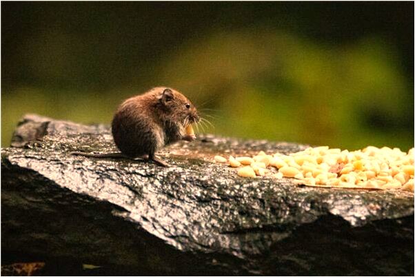 夢見邊上側所邊吃飯有什麼意思_周公解夢官網