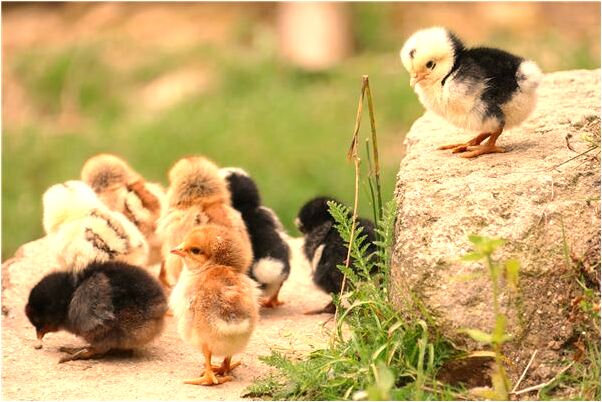 夢到自己在做手工好多人佩服我是不是好的徵兆呢_周公解夢官網