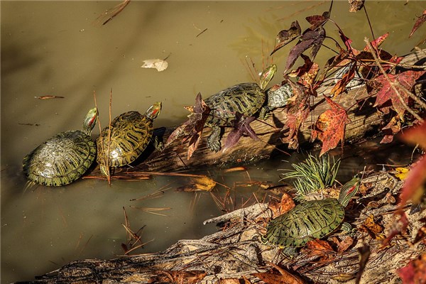 夢見很多甲魚是好的徵兆嗎_周公解夢