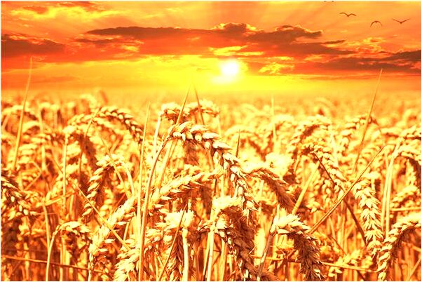 夢見生日蠶咬蜘蛛後變蛹意味什麼_周公解夢官網