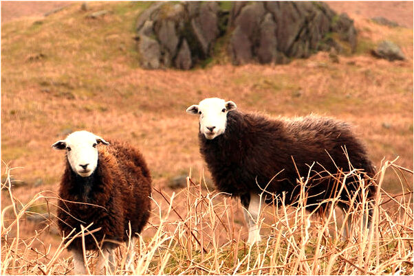 夢見在月子裡好多魚預示了什麼_周公解夢官網