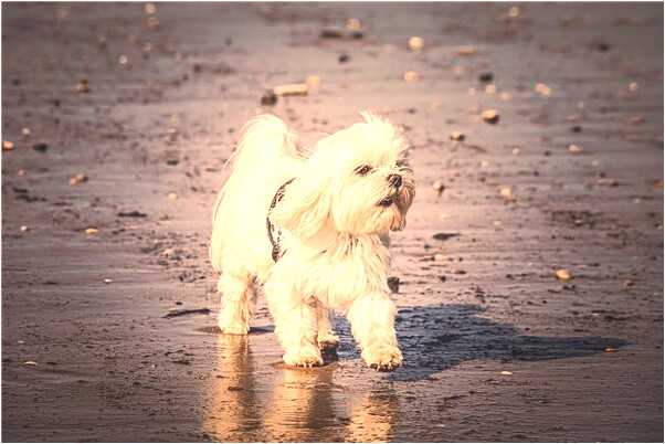 夢到蛟龍出水會是什麼預兆_周公解夢官網