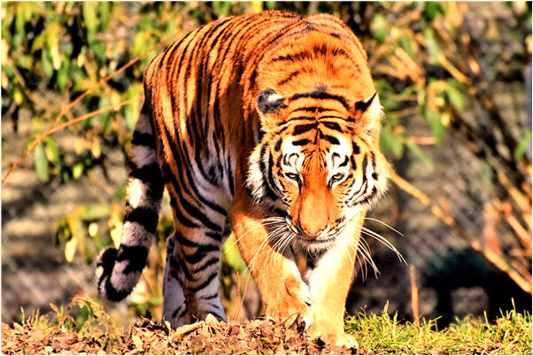 夢到了在有坨屎的廁所洗澡是凶兆還是吉兆_周公解夢官網