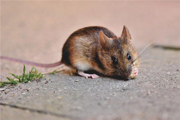 2015年3月屬羊適合的工作_十二生肖