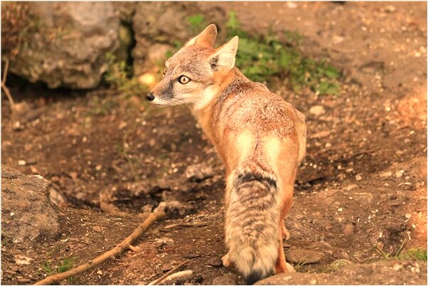夢到了大蛇咬自己手怎么樣_周公解夢官網