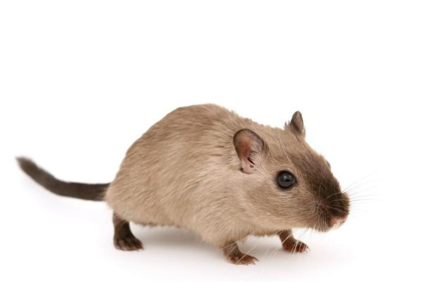 1991年2月生肖羊適合什麼工作_十二生肖