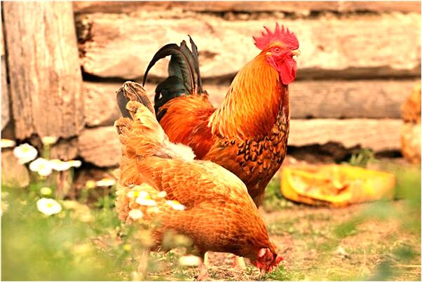 夢見自己租的房間裂開了有何寓意_周公解夢官網