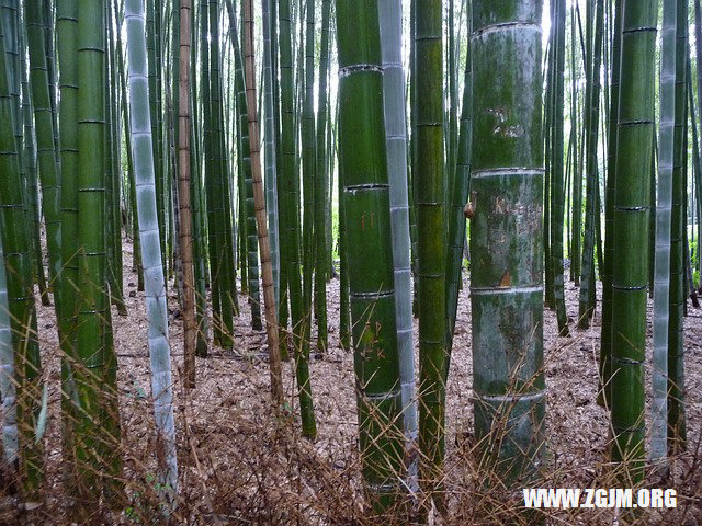 夢見站著拉屎_周公解夢夢到站著拉屎是什麼意思_做夢夢見站著拉屎好不好_周公解夢官網