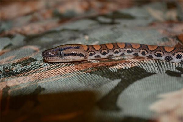 夢到巨蟒_周公解夢