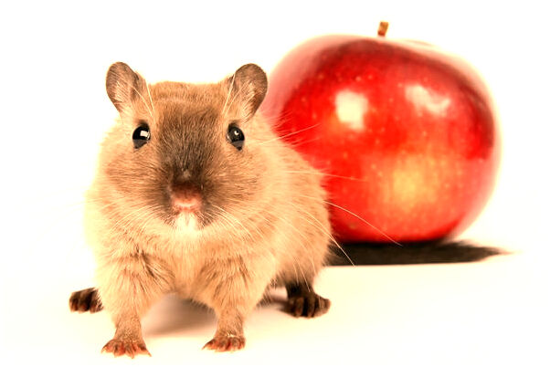 夢見蜘蛛網上好多蜘蛛是啥預兆_周公解夢官網