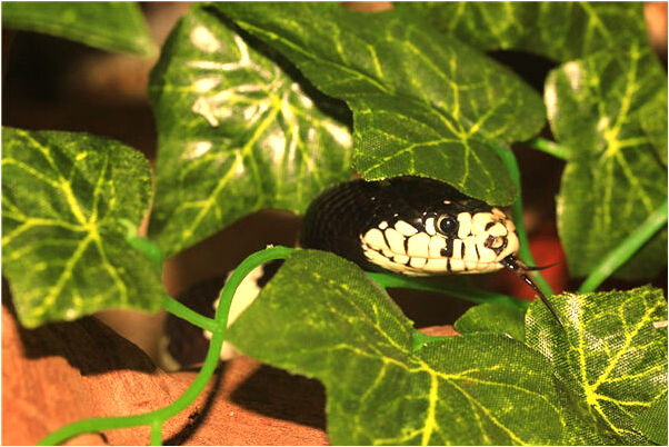 夢到了家養的小狗有什麼意思_周公解夢官網